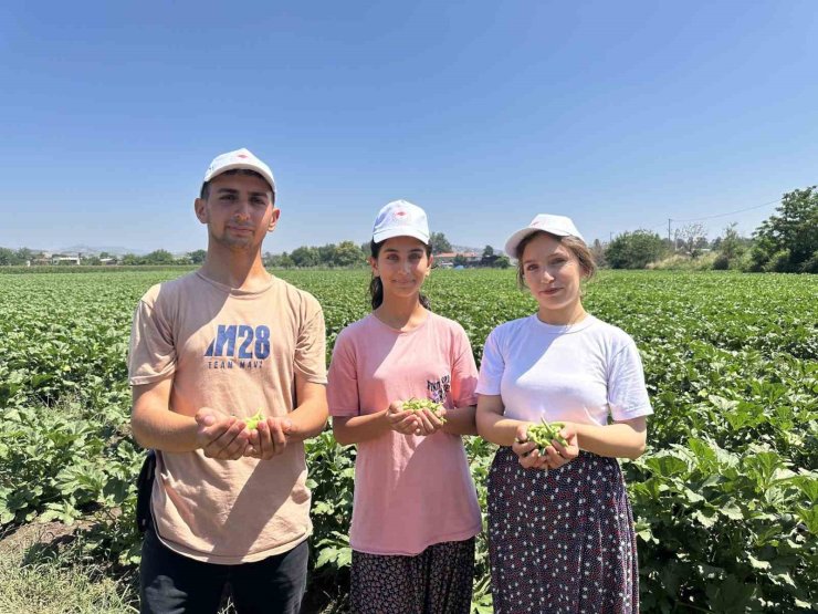 Türkiye’nin bamya üretim merkezinde hasat başladı