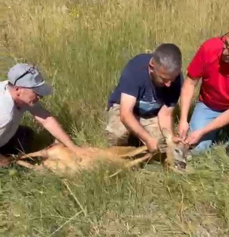 Ayağı kırık karacaya şefkat