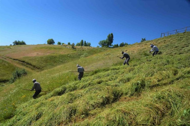 Muş’ta ot biçme sezonu başladı
