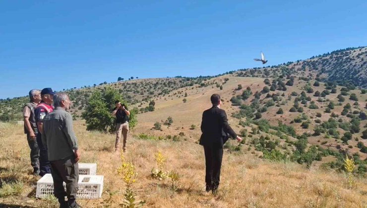 Aydıncık’ta 225 adet keklik doğaya salındı
