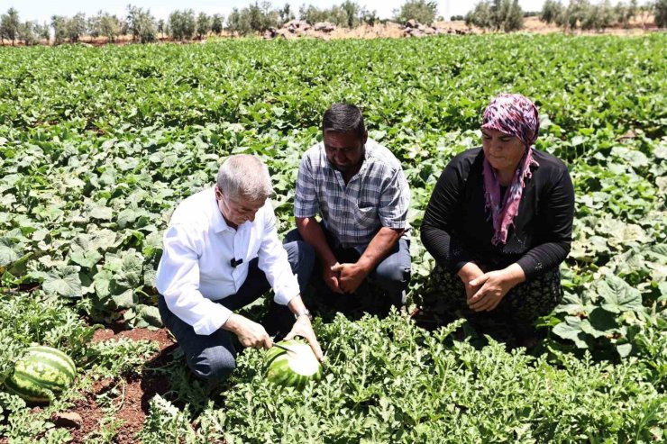 Başkan Tahmazoğlu, tarlada patlıcan ve biber hasadına katıldı