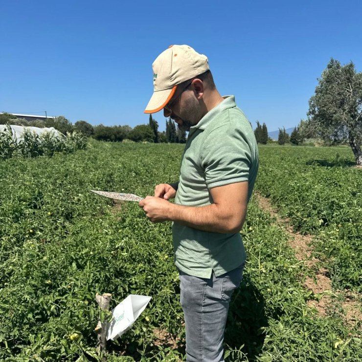 Domates güvesi tehlikesine karşı üreticilere ilaçlama uyarısı