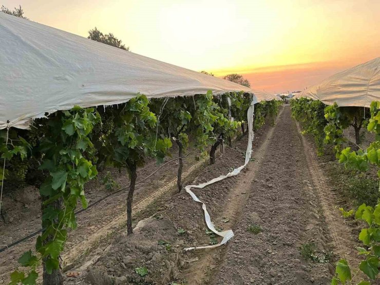 Traktör yolunu şaşırdı, üzüm bağına zarar verdi