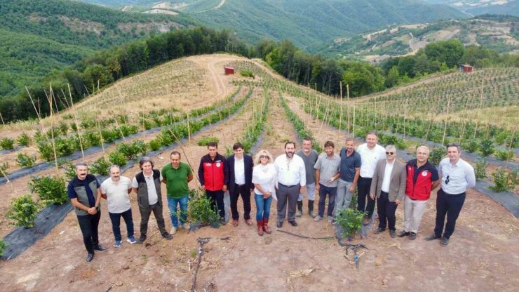 Yalova’da mavi yemiş hasadı