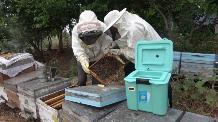 Arı sütü ineklerde kısırlığı tedavi etti, şimdi sıra insanlarda
