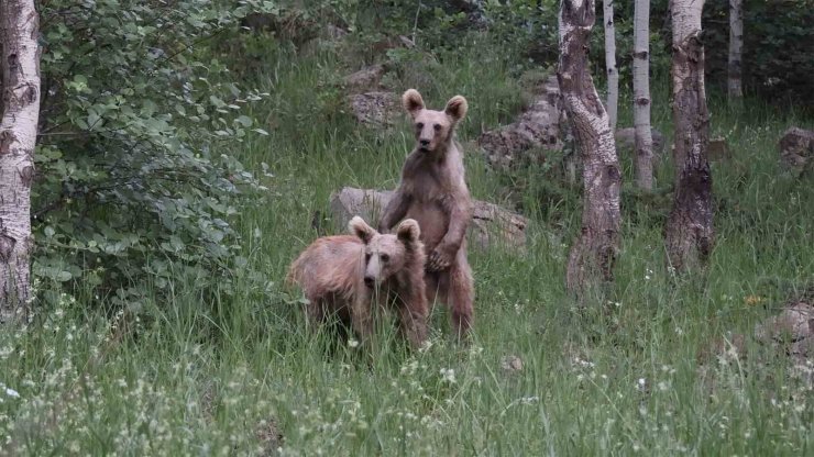 Nemrut’ta aç kalan boz ayılar çöplere dadandı