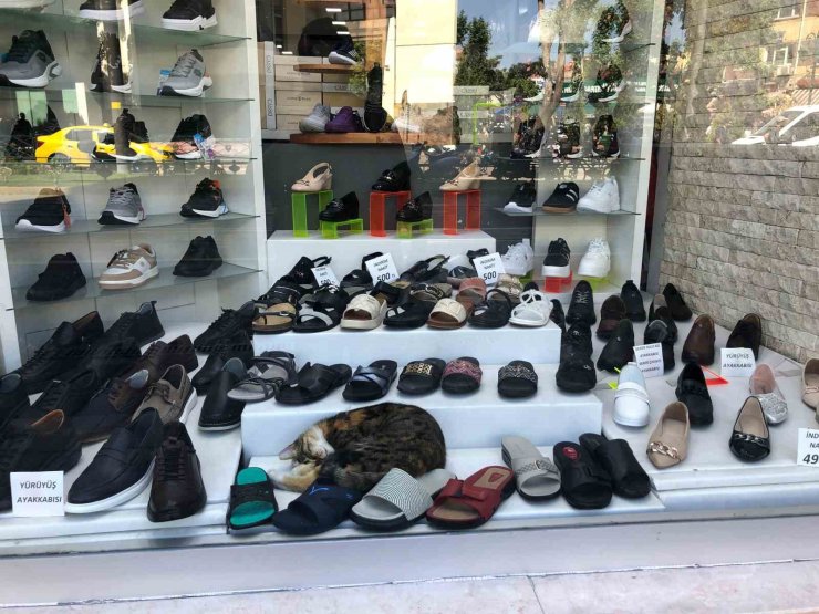 Sıcaktan bunalan kedinin çözümü görenlerin içini ısıttı