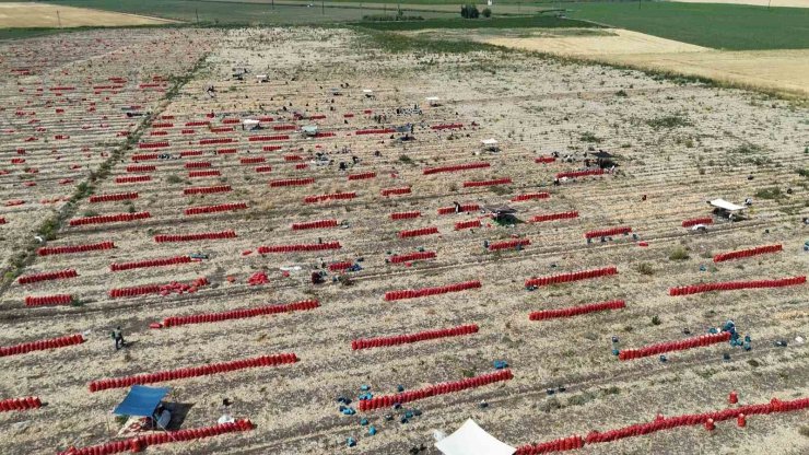 Sıcaklıkların 40 dereceyi geçtiği Amik Ovası’nda soğan hasadı devam ediyor