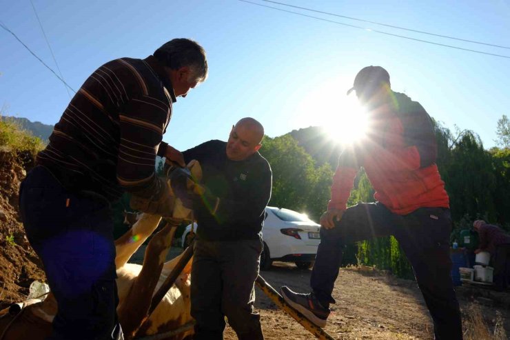 Gümüşhane’de hayvancıların yaz mesaisi başladı