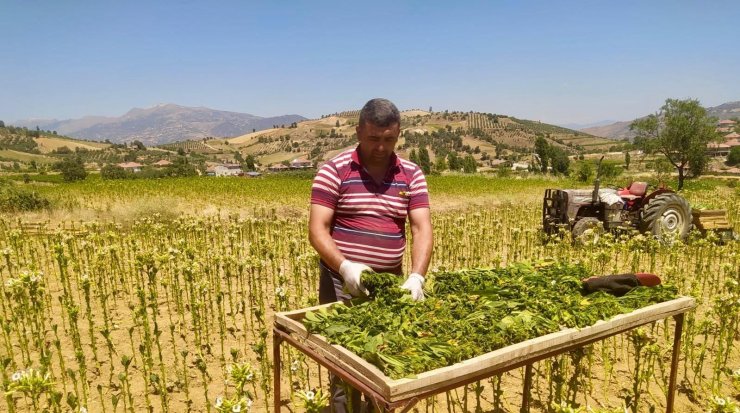 Sarıgöl’de tütün kırımı başladı