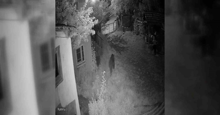 Sinop’ta evin bahçesine giren ayı kamerada