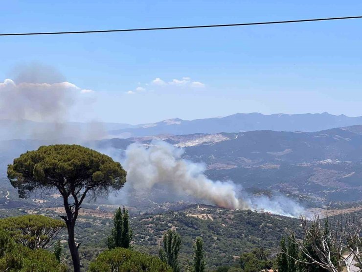 Çine’de zeytinlik alanda yangın çıktı