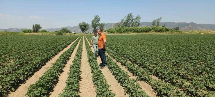 Söke’de ayçiçeği ve pamuk tarlaları incelendi