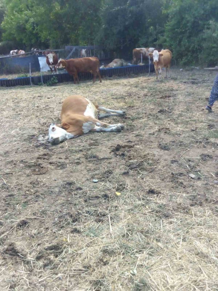 Kastamonu’da 3 büyükbaş hayvan dereden su içtikten sonra telef oldu