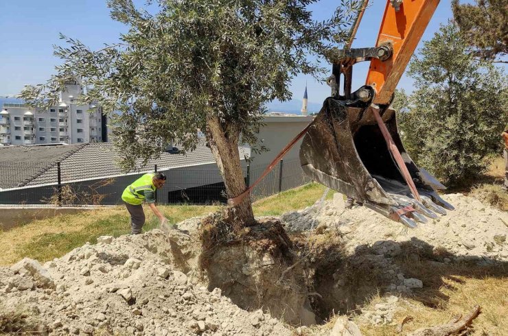 Kuşadası Belediyesi zeytin ağaçlarını yaşatıyor