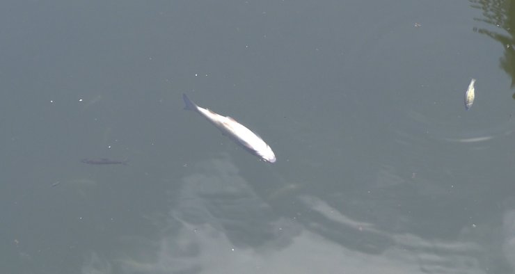 Tavşanlı’da balık ölümleri