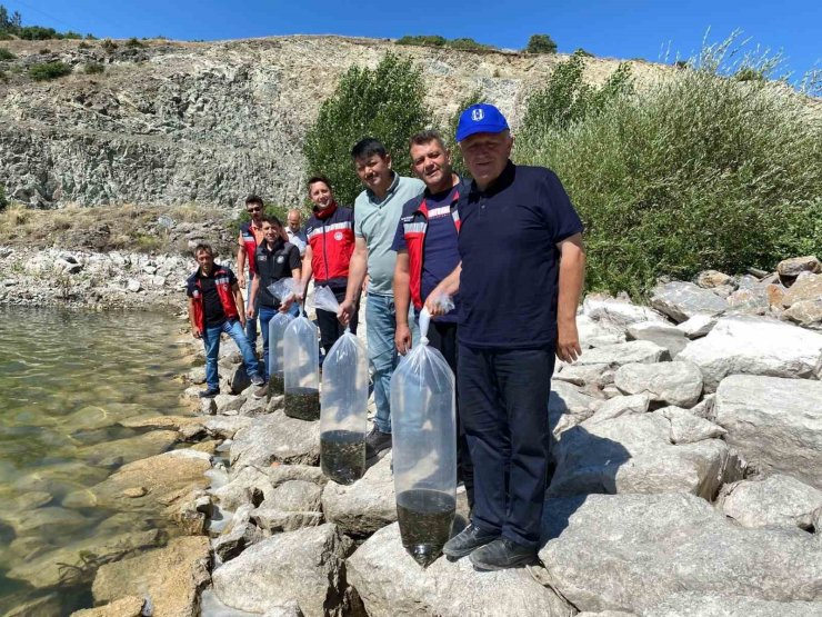 Tavşanlı’da 8 gölete binlerce yavru sazan bırakıldı