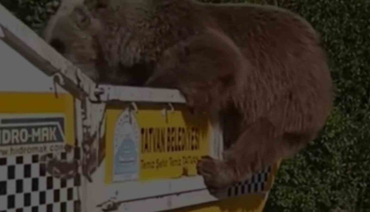 Ayı çöp kamyonetinde yiyecek aradı