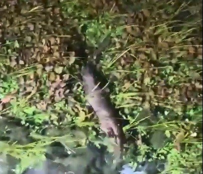 Akyaka’da nesli tükenme tehlikesindeki Su Samuru görüntülendi