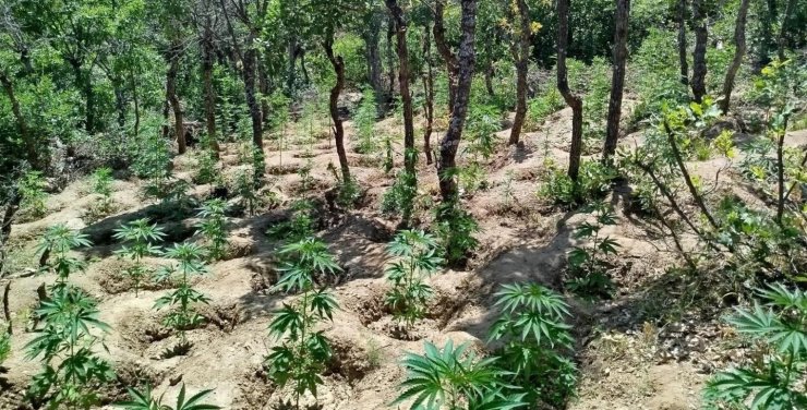 Bingöl’de yaklaşık 6 bin kök kenevir bitkisi ele geçirildi