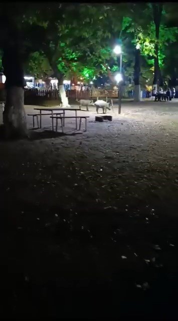 Aç kalan domuzlar, piknik alanında görüntülendi