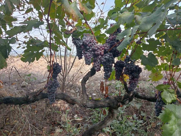 Osmancık karası üzümü, Türkiye Tohum Gen Bankasına kaydedildi