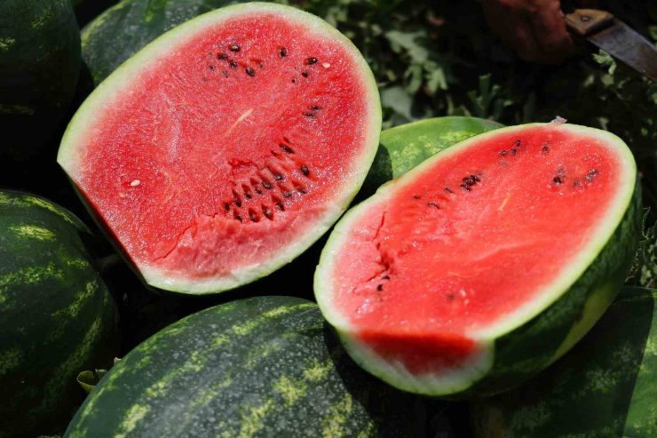 Tarladaki karpuz için öneri: "Belediyeler hasat edip ücretsiz dağıtsın"