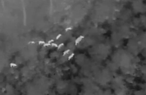 Milli Park’ta yaban domuzlarıyla etkin mücadele devam ediyor