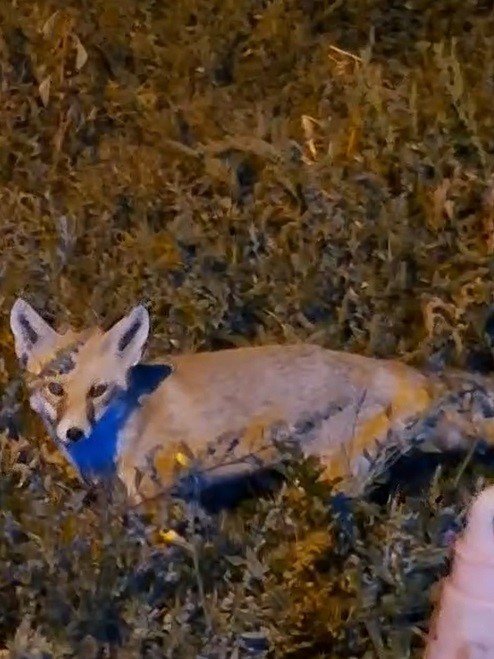 Bayburtlu vatandaşın ürkek tilkiyle imtihanı: Aç tilkinin karnını uzun uğraşlar sonunda doyurdu