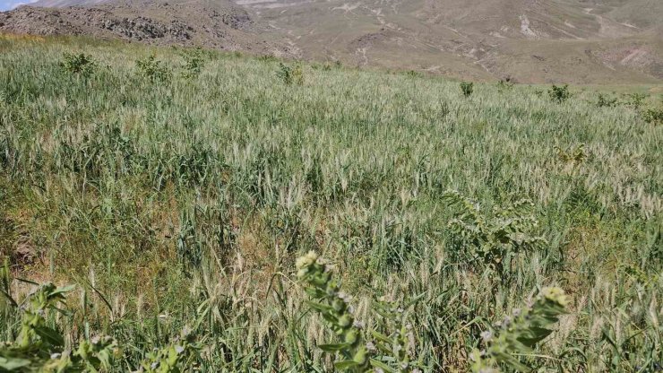 Adilcevaz’da aşırı soğuktan dolayı buğday başakları boş kaldı