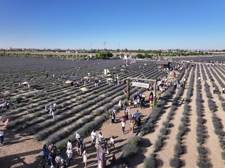 Türkiye’nin en büyük Lavanta Bahçesi’nde festival coşkusu