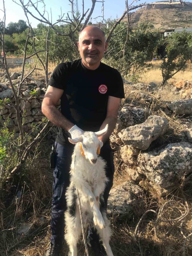 Mardin’de kuyuya düşen keçi kurtarıldı