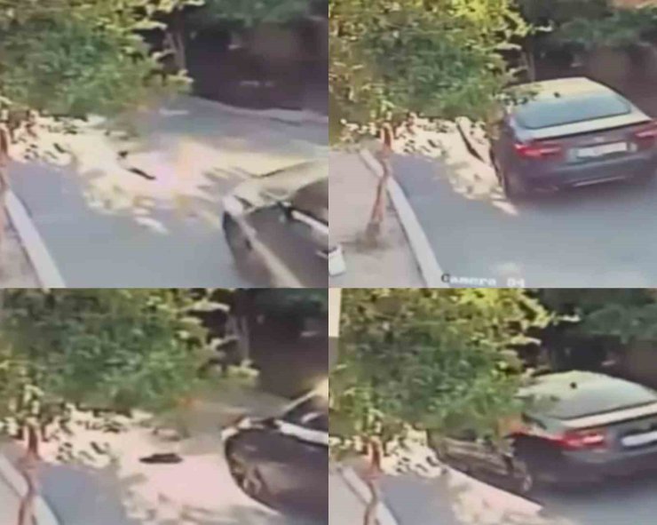 Aracın üzerinden geçtiği köpek telef oldu