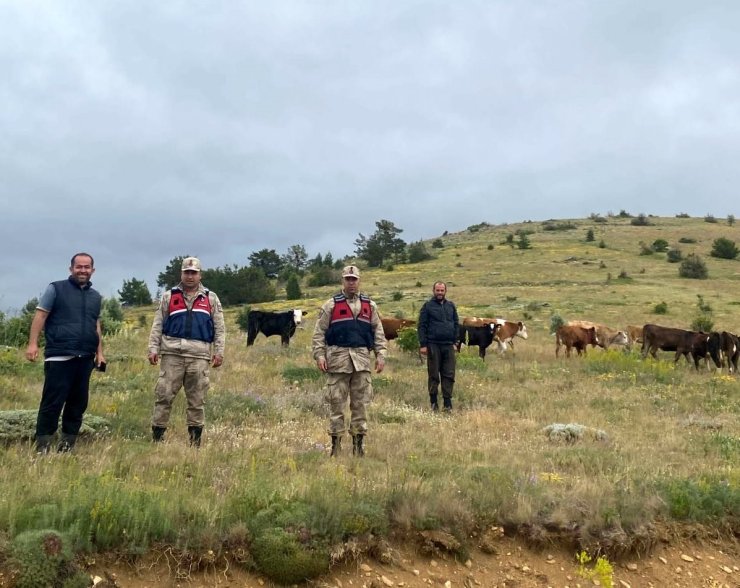 Refahiye’de kaybolan 19 büyükbaş hayvan Giresun il sınırında bulundu