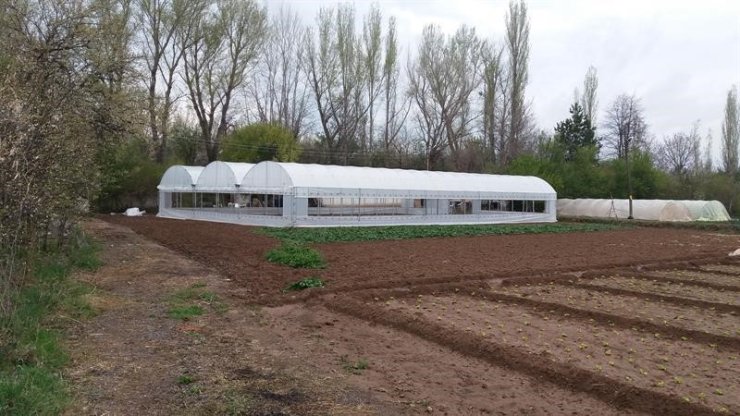 Çankırı’da yenilenen seralar üretime yeniden can verildi