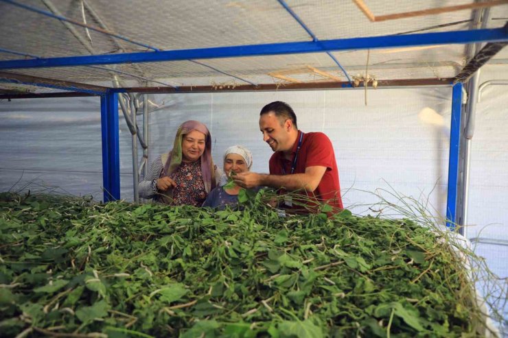 Muğla Büyükşehir’den ipekböcekçiliğine tam destek