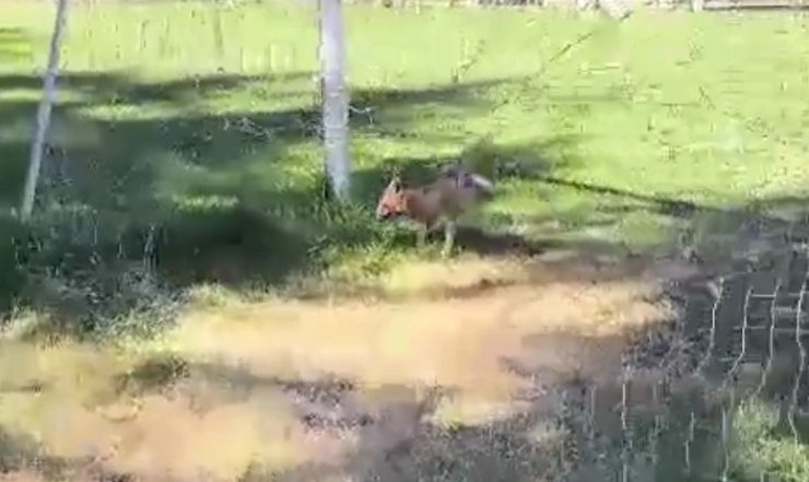 Futbol kalesi filesine sıkışan tilki ekipler tarafından kurtarıldı