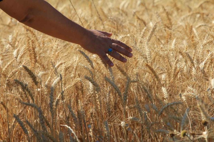 Makarnalık buğdayın fiyatı arttı ekmeklik aynı kaldı