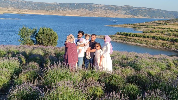 Lavanta bahçeleri fotoğraf platolarına dönüştü