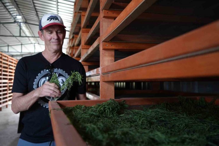 Coğrafi işaretli Bayburt tarhununa Amerika’dan talip çıktı;: Yetiştirilen bütün tarhunlar Amerika’ya ihraç edilecek