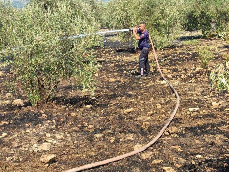 Zeytinlikte çıkan yangın hızlı müdahale ile söndürüldü