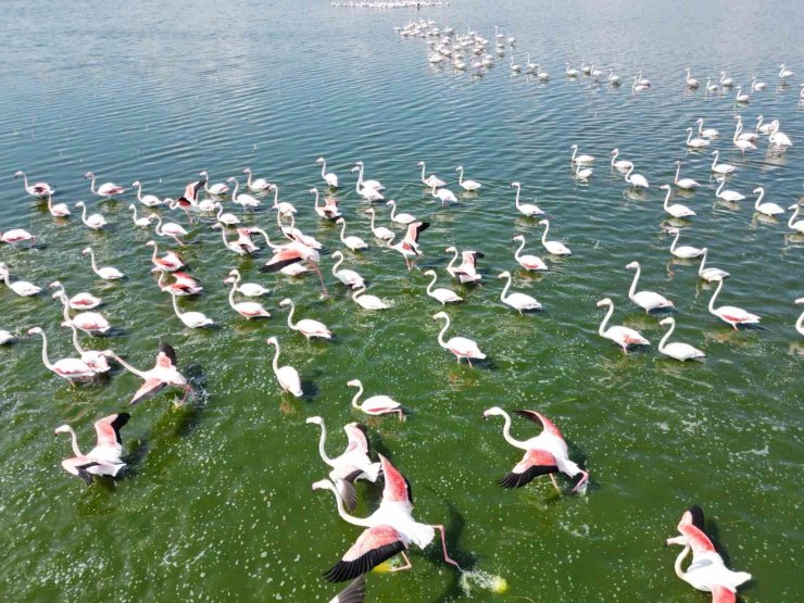 Eber Gölü’nün geçici ev sahipleri allı turnalar havadan görüntülendi