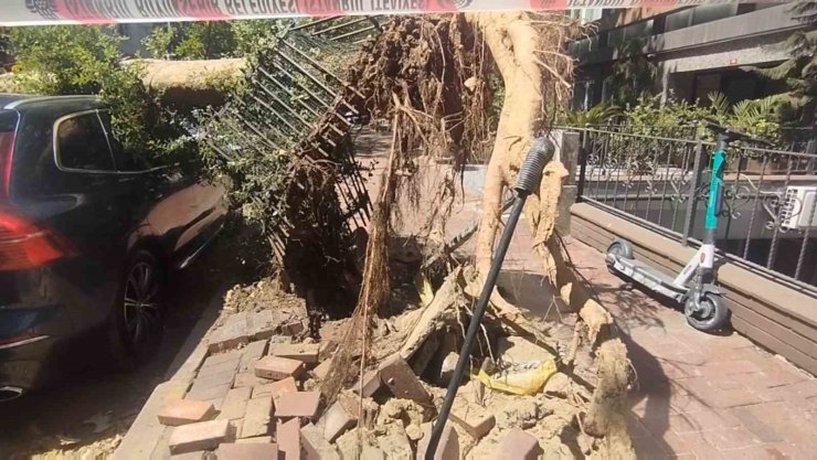 Şişli’de park halindeki araçların üzerine ağaç devrildi