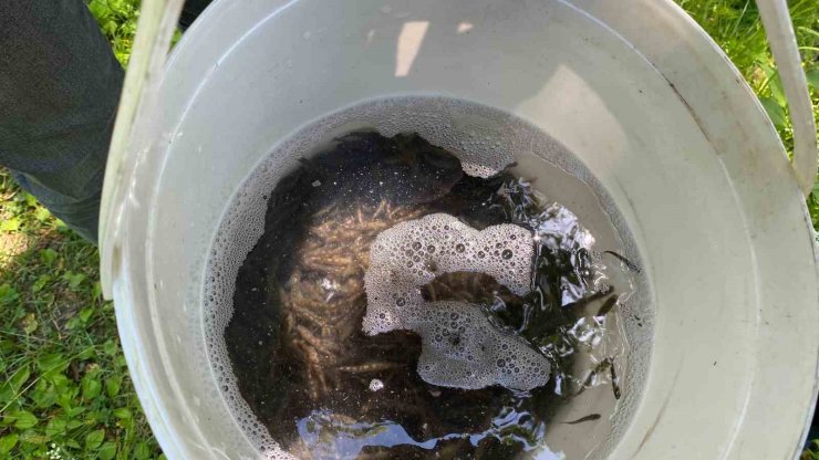 Trabzon’da 15 bin alabalık yavrusu suyla buluşturuldu