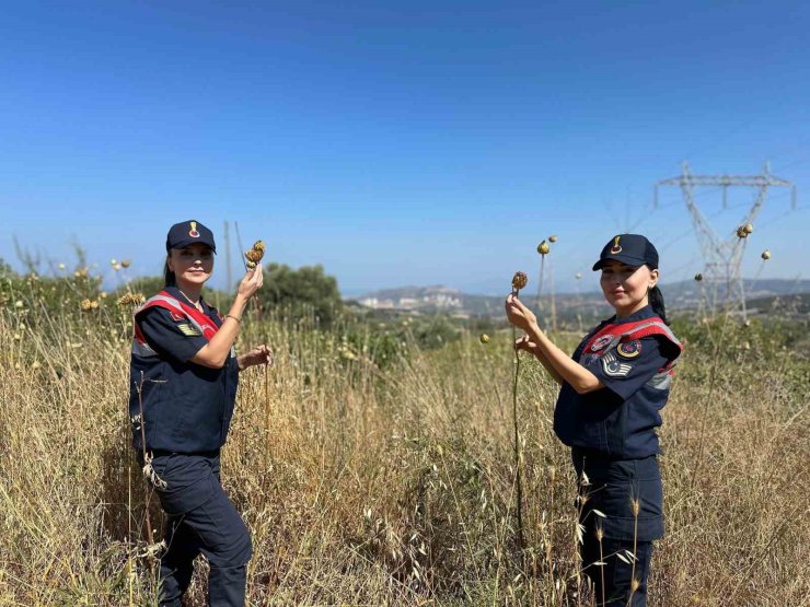 ’Tülüşah’ bitikisine zarar veren 557 bin lira ceza ödeyecek