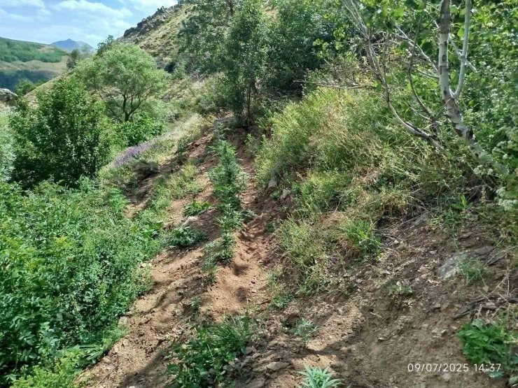 Bingöl’de 843 kök kenevir bitkisi ele geçirildi