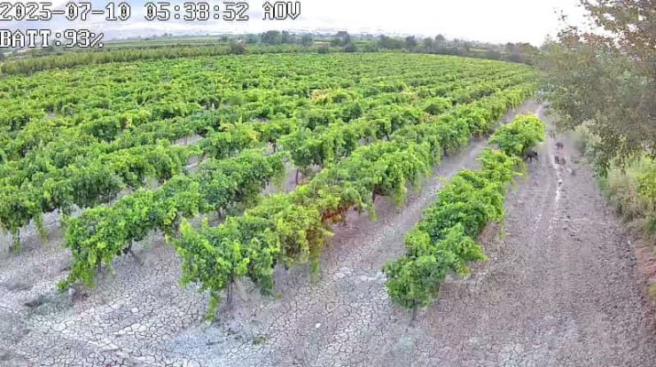 Hırsızlara karşı kurdurduğu güvenlik kamerasına domuz sürüsü yakalandı