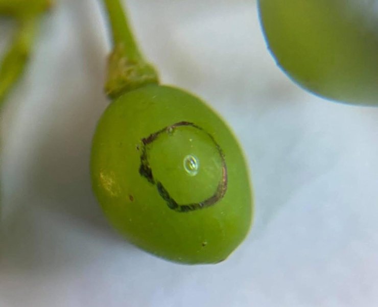 Bağcılara salkım güvesi uyarısı