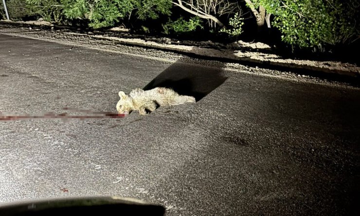 Tunceli’de aracın çarptığı yavru ayı telef oldu