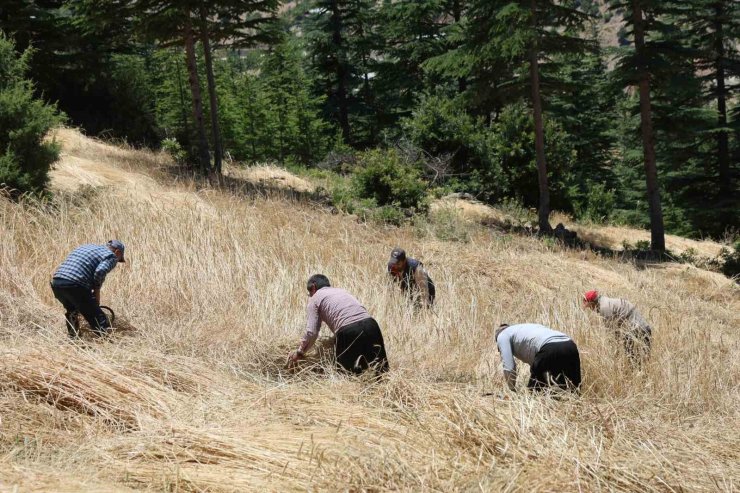 Teknolojinin ulaşamadığı tarlalarda ellik ve orakla hasat başladı
